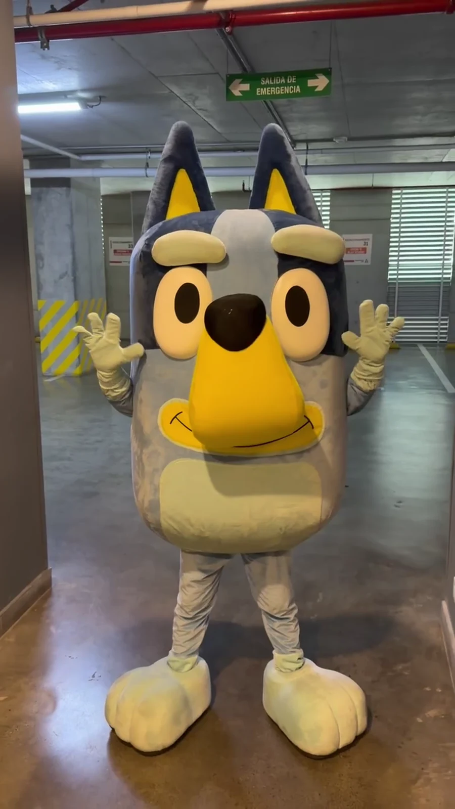 Bluey (2)